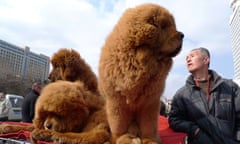 Tibetan Mastiff Expo