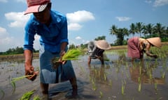 Indonesian workers plant rice seedlings Yogyakarta