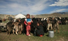 Milking yaks in west Mongolia