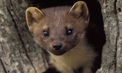 Pine Marten in a tree