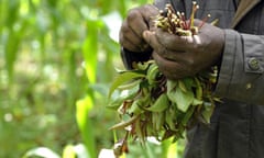 Khat in Kenya