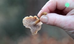 Mrs Tee: The Art of Mushroom Picking - video