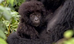 WWF enlists Stephen Poliakoff and Anna Friel in fight to save Virunga national park – video