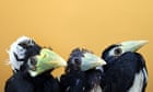 Three two-month old Oriental Pied Hornbills