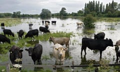 Cattle in flood waters