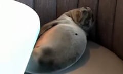 Hungry sea lion waits in restaurant booth for food overnight