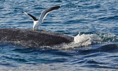 A seagull pecks at a whale in the southern Atlantic Ocean 