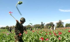 An Afghan soldier destroys opium poppies in a field 