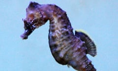 short-snouted seahorse (Hippocampus hippocampus)