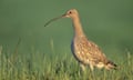 Birdsong: Curlew