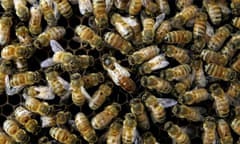 A colony of honeybees at the US Department of Agriculture's research laboratory