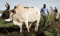 Ploughing a field using cattle in Katine, Uganda