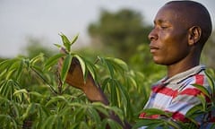 Katine farmer Moses Julius Otim with his new resistant strain of cassava