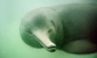 Decade Extinct Species: Baiji dolphin, Yangtze river, China
