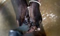 Water pumped from a borehole in  Katine