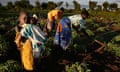 Working in a Katine field at sunrise