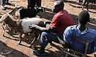 Buying and selling goats at Katine market, in north-east Uganda