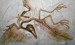 Archaeopteryx fossil