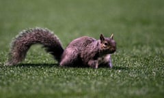 A grey squirrel