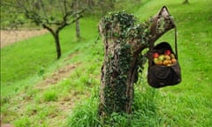 Traditional orchard: A bag of apples at the old orchard at Cotehele, Cornwall