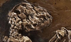 The skull of Ida the missing link primate fossil