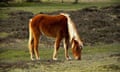 New Forest Pony