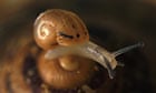Baby snail slides over adult