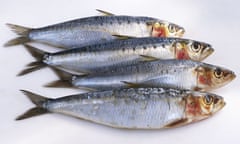 sardines