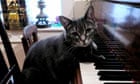 A cat playing the piano