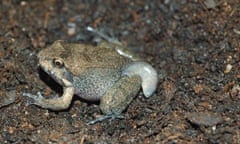 Critically endangered mountain chicken frog