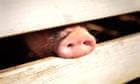 A pig pokes his snout through the rails of it's holding pen