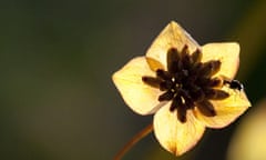 seedhead