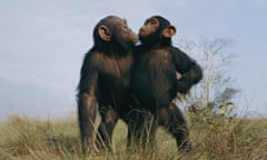Male chimpanzees