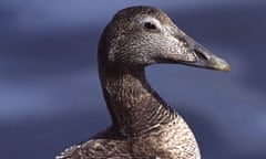 Eider duck, Somateria millissima