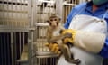 A monkey inside Huntingdon Life Sciences