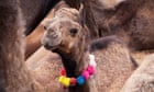 A young camel wears a necklace to show it has been sold at the Pushkar Camel Fair, India.