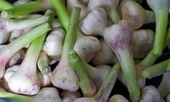 Fresh garlic bulbs