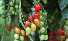 tomatoes growing on the vine