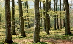 Leafed-Out Beeches