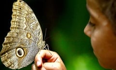 Owl butterfly in Cali zoo, Columbia