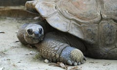 giant tortoise Mauritius