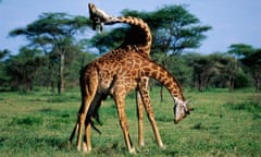 Giraffes fighting in Tanzania