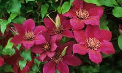 Clematis 'Picardy'