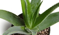 Stumped: Aloe vera