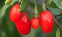 Goji berries