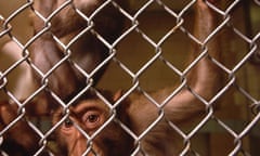 Monkey in cage