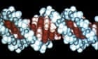 Computer-generated image of the DNA double helix