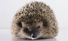 A hedgehog