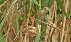 Basra reed warbler and young