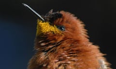 A tiny orange (male) Juan Fernandez firecrown hummingbird.  